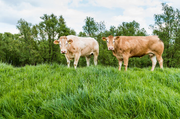 Brown cows standing on a dike
