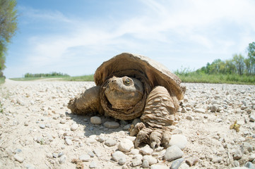Fototapeta premium Common snapping turtle