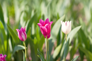 Lilac tulips grow up