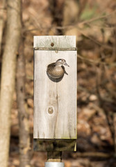 female wood duck in nest box