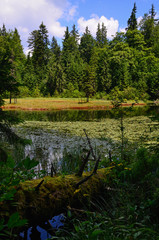 Fototapeta na wymiar Fallen log near pond