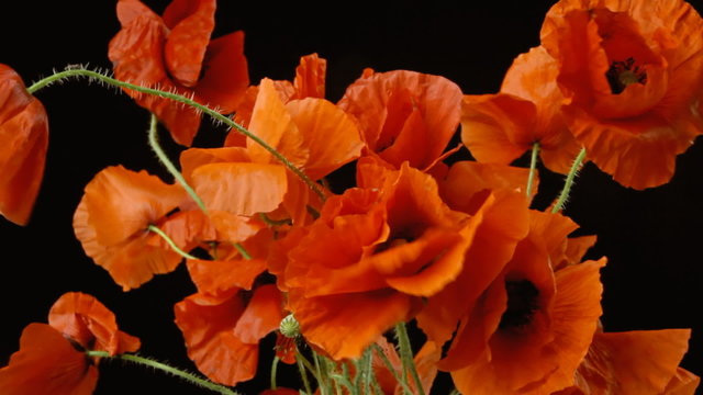 Poppies red black calm
