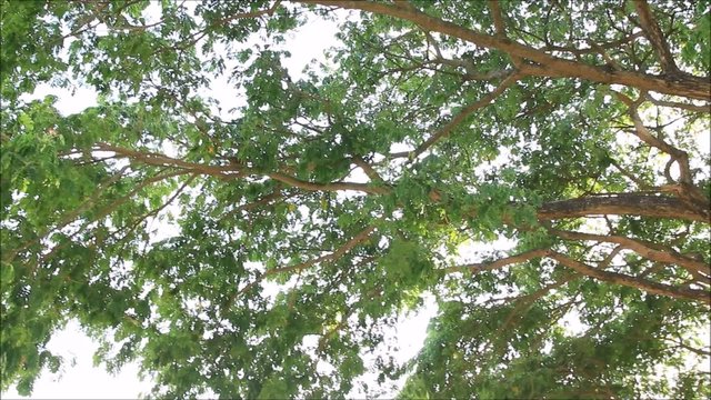 shade under the tree, genus Albizzia, the rain tree
