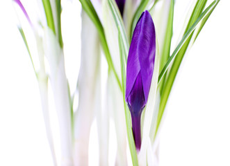 Stems of crocus flower isolated on white