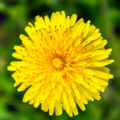 Dandelion from top, close up, macro flower