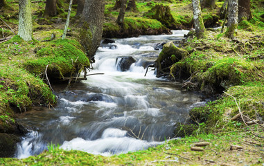 River Flowing in the Forest Landscape