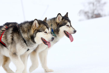 Husky Sled Dogs Running In Snow