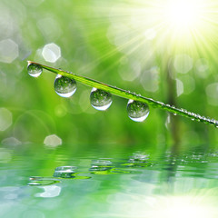 Fresh green grass with dew drop closeup. Nature Background
