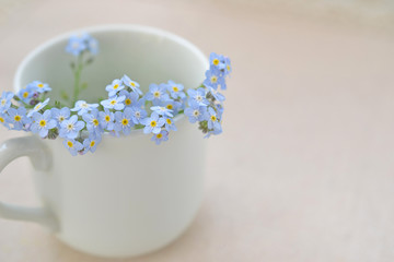 カップに挿した忘れな草