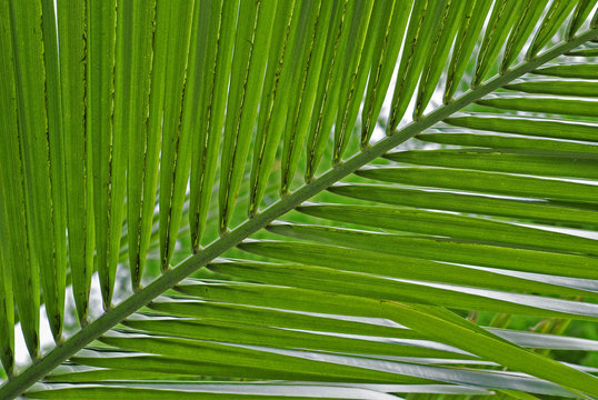 green leave tropical palm tree background