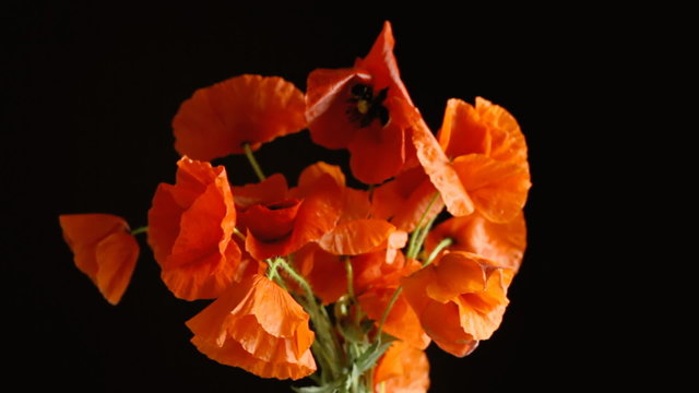 Poppies red black center wind
