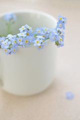 カップの淵から覗く忘れな草