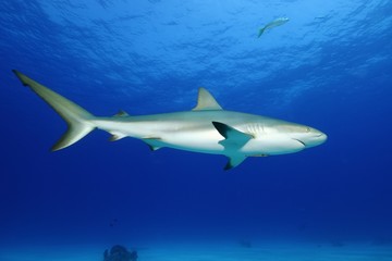 Karibischer Riffhai