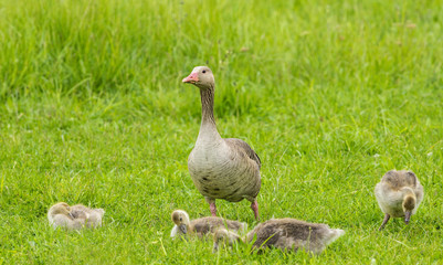 Greylag - goose Anser anser - Lake Neusiedl