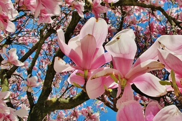 Plaid avec motif Magnolia Magnolienblüte