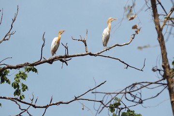 Two Cattle egrests on the branch in Sukhothai, Thailand