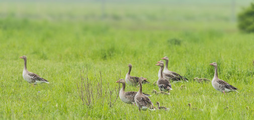 Greylag - goose Anser anser - Lake Neusiedl