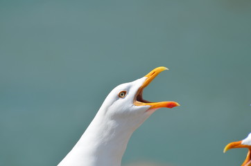 Le cri du goéland argenté 
