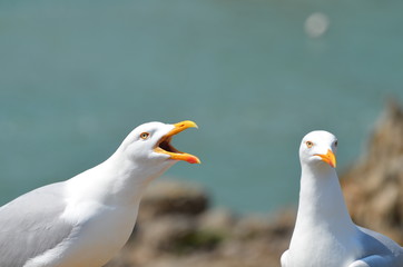 Le cri du goéland argenté 