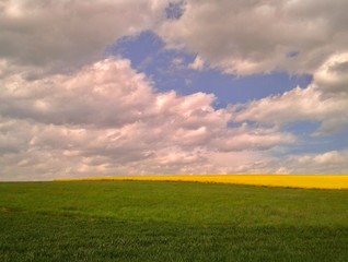Rapsfeld, Wiese und blauer Himmel