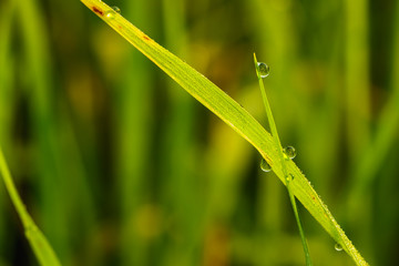 Dew drops on  green  grass leaves