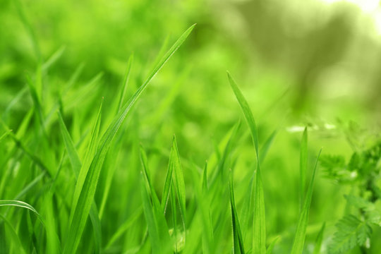Green grass on nature background, close up