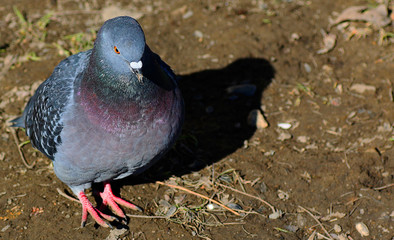 dove on the ground