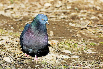 dove on the ground