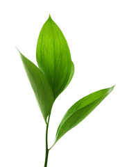 Branch with fresh green leaves, isolated on white