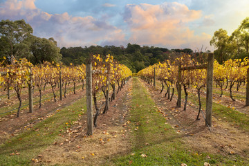 Fototapeta na wymiar Vineyard in Yarra Valley, Australia in autumn