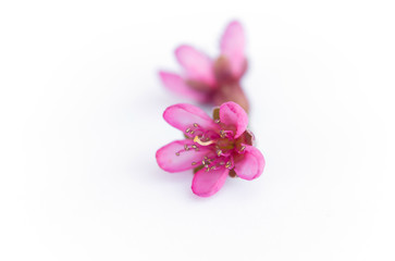 Pink flowers of a peach tree on a white background. Isolate