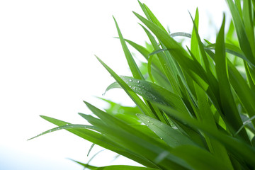 Grass on White Background