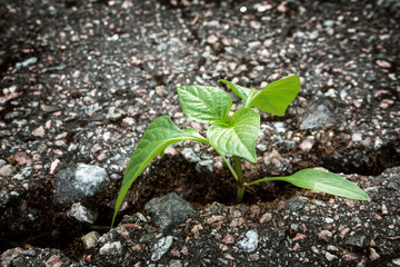 Plant growing from crack in asphalt