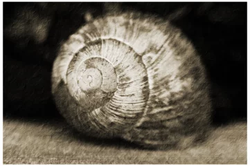 Poster shell of a snail - vintage © ullrich