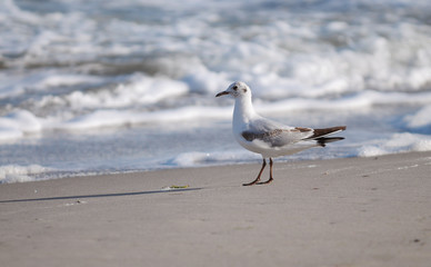 Möwe am Sandstrand