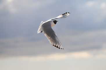 Lachmöwe fliegt am Strand