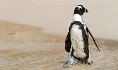 African Penguins at Simonstown (South Africa)