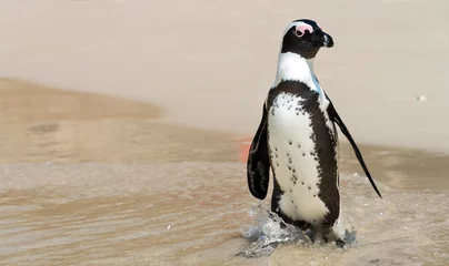 Crédence de cuisine en verre imprimé Pingouin African Penguins at Simonstown (South Africa)
