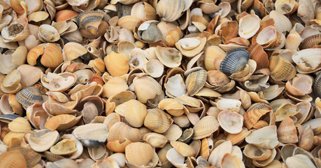Seashells as background
