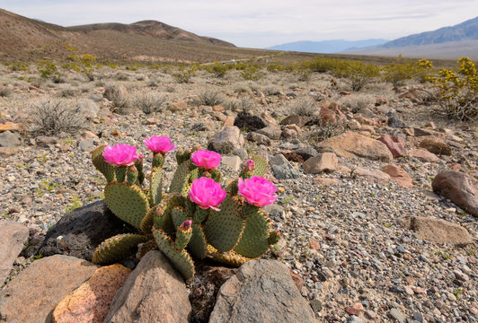 The blossoming cactus in the desert