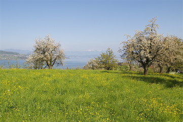 Blühende Obstbäume über dem Zürichsee