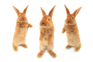 standing rabbit