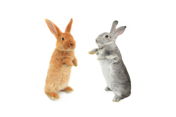 standing rabbit