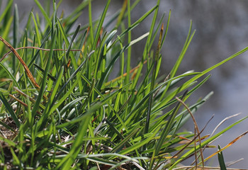 background first green grass on a blurred background of water