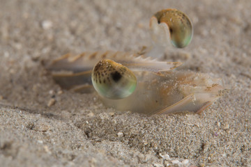 Langostino
