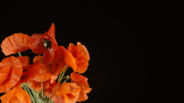 Poppies red black copyspace right blow