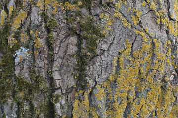 texture of the old tree bark