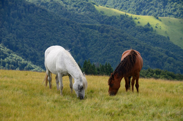 Fototapeta na wymiar Two feeding horses in mountains