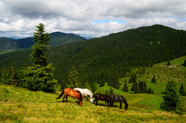Fototapeta na wymiar Grazing four mountain horses