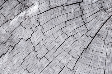 Fototapeta premium Close up cross section of tree trunk